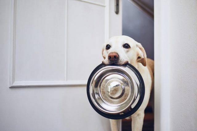 Dog holding bowl in doorway
