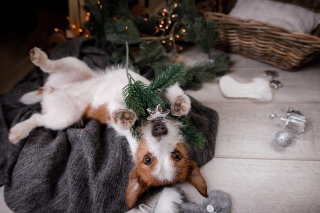 Dog messing up Christmas tree