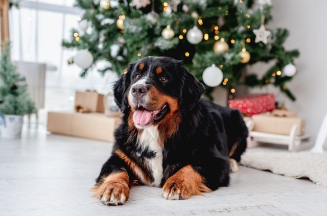 Dog relaxing by holiday decorations