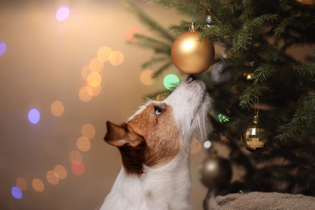 Dog sniffing Christmas ornament