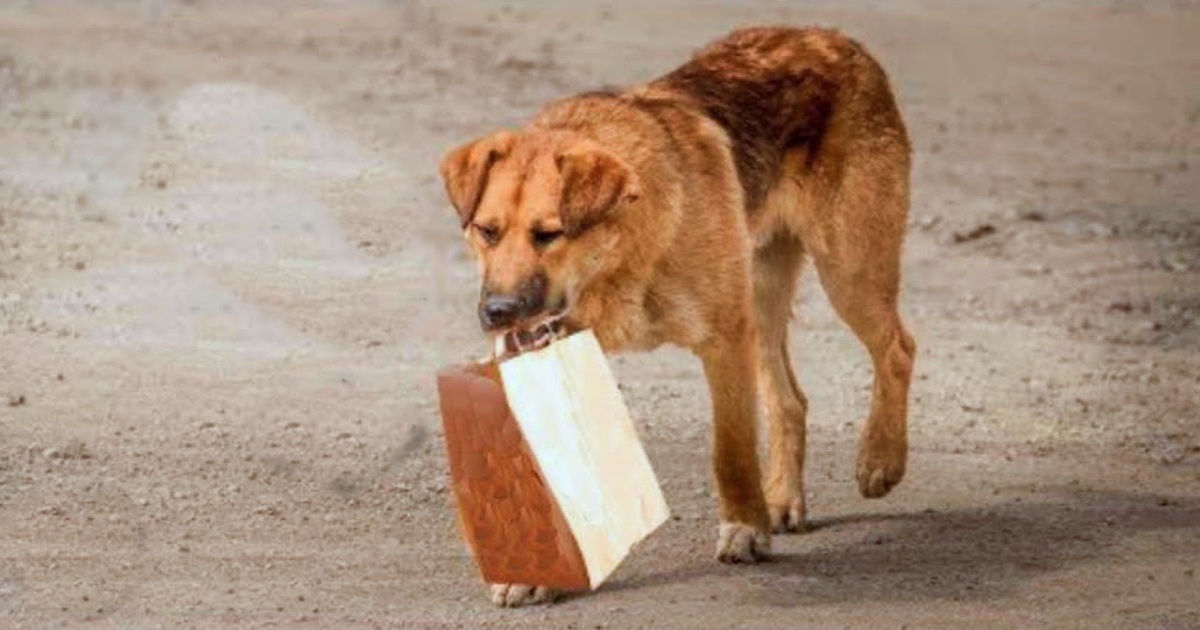 Man’s ‘Curiosity Piqued’ When Dog Carried Off Bag With Stashed Food Inside