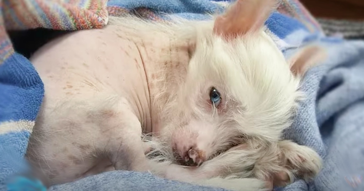 Old Woman Pleads With Man To Take Free Puppy, Unaware Of Its Rare Breed
