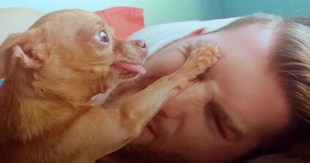Cancer-Fighting Old Man Chihuahua Claims Dad And Won’t Share Him