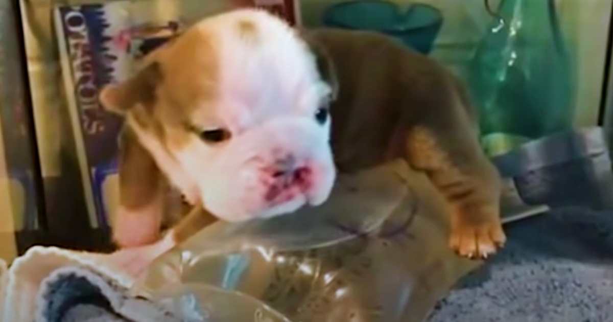 Bulldog Emerges From Incubator Wrinkly & Feisty, Wagging Her Entire Body