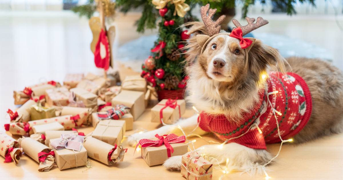 Gifts for dog lovers under $50
