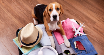 Pro travel tips with dogs