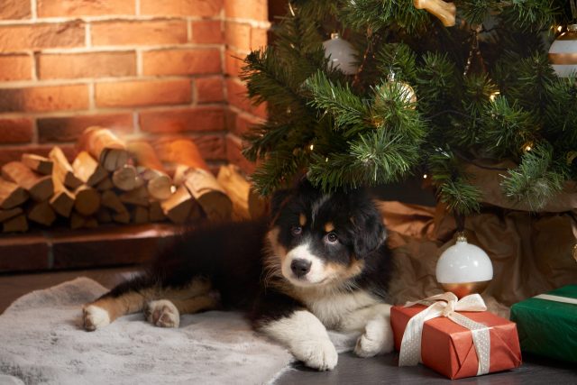 Puppy under Christmas tree