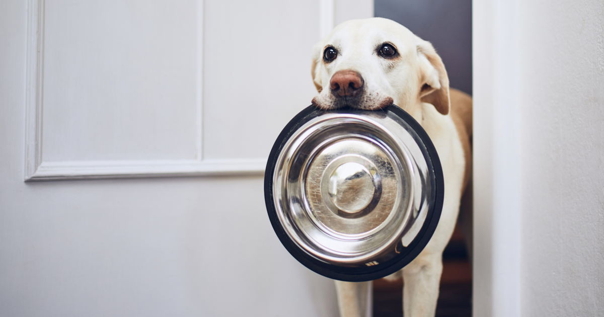 Expanded Recall Now Consists of All The Firm’s Dry Canine And Cat Meals