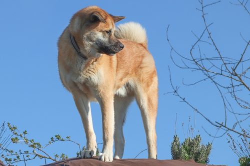 Ideal Diet for Akitas - The Ultimate Akita Feeding Guide