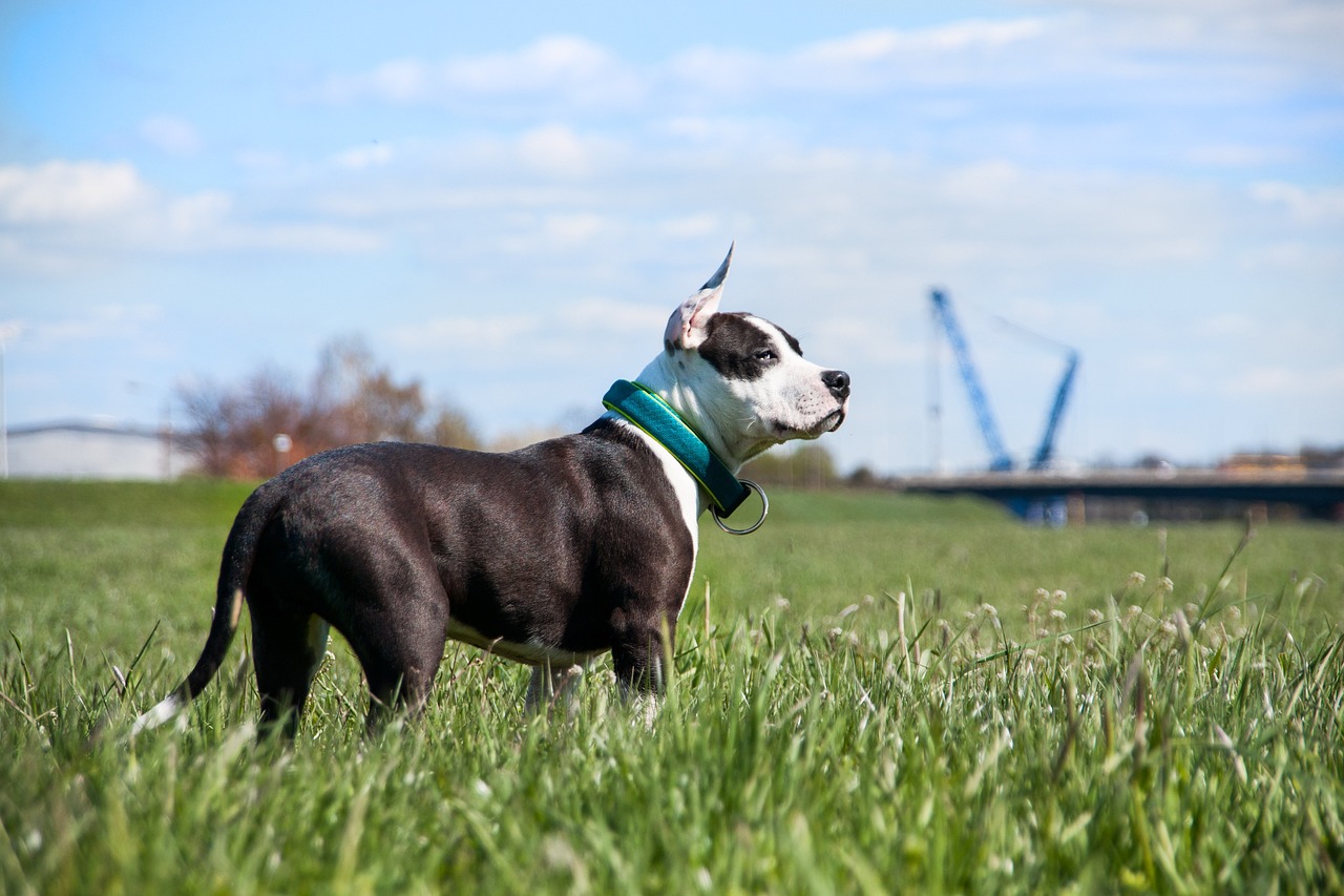 Staffordshire bull terrier 2024 good with kids