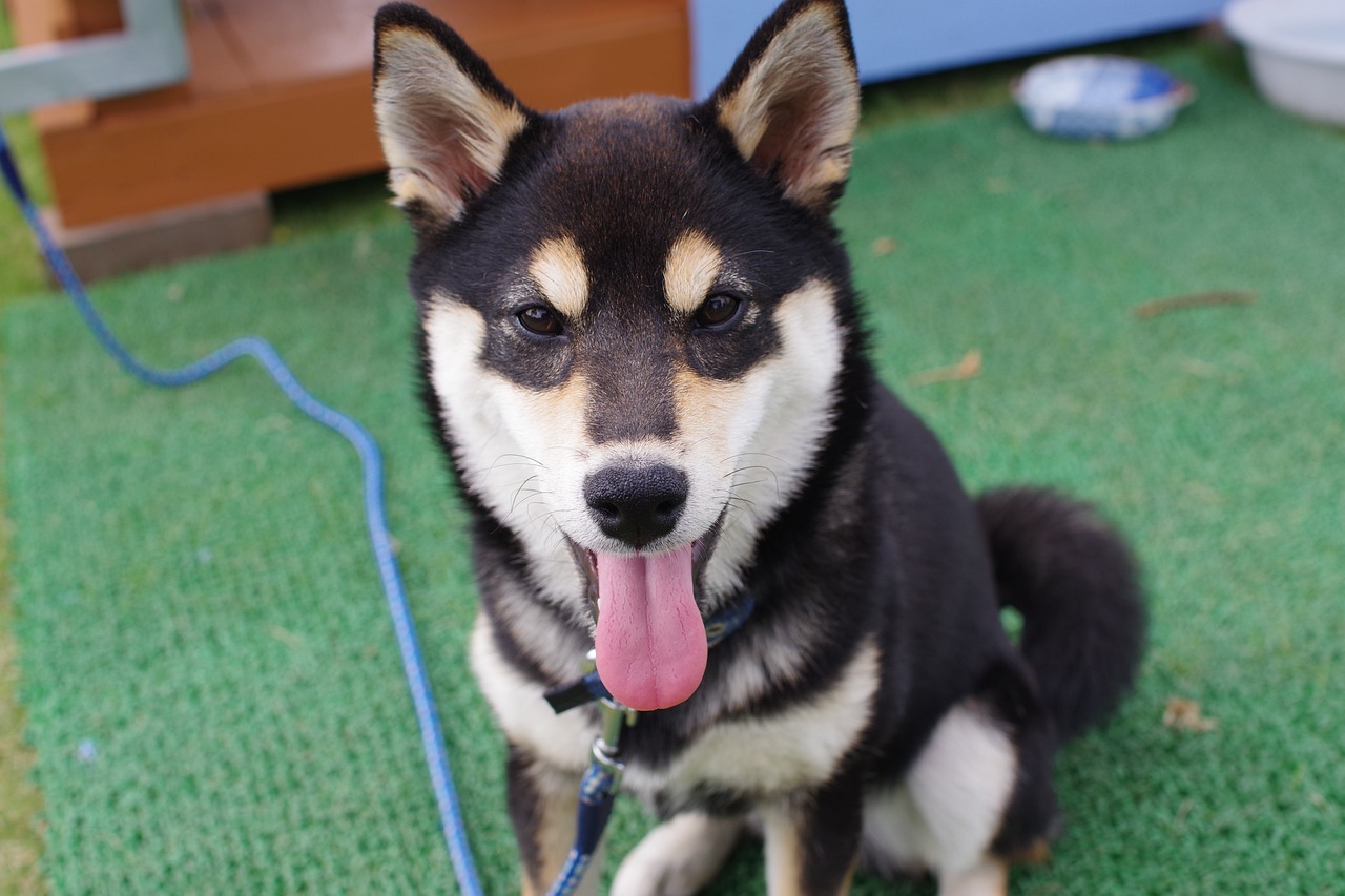 Are Shiba Inus Good with Kids?