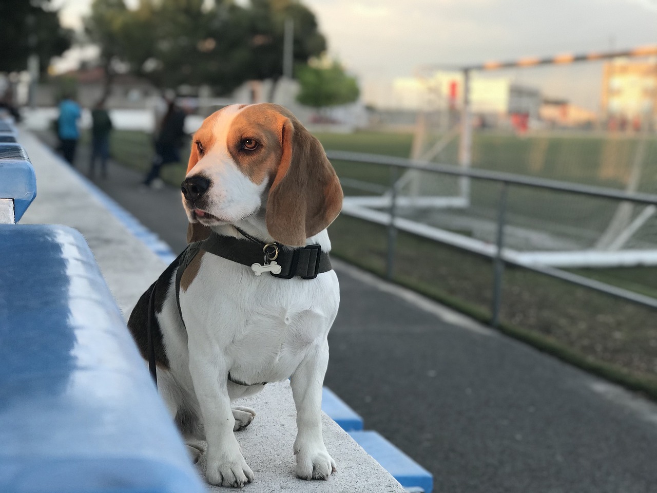 Beagle puppy food on sale chart