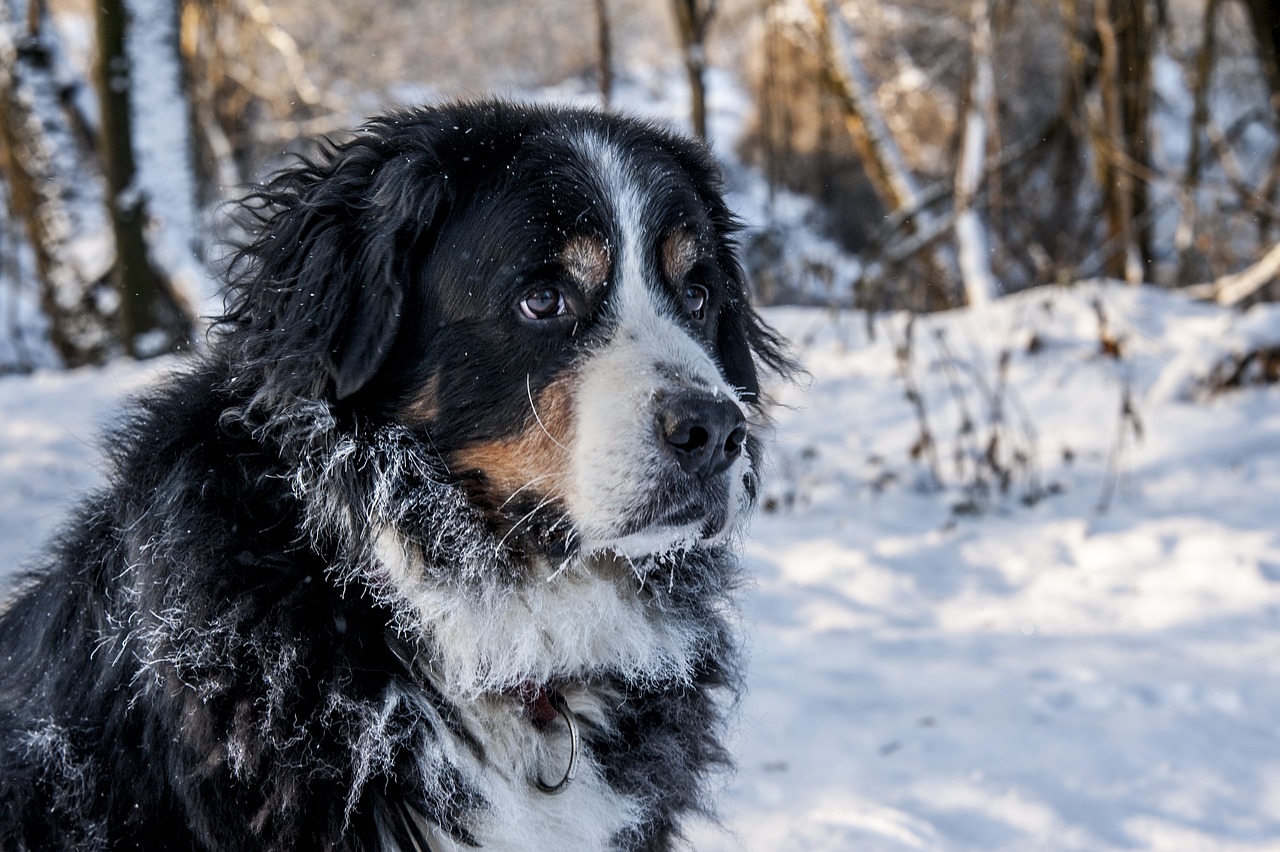Are Bernese Mountain Dogs Safe in Cold Weather?