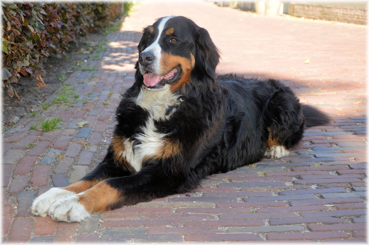 bernese mountain dog 216113 1280 1