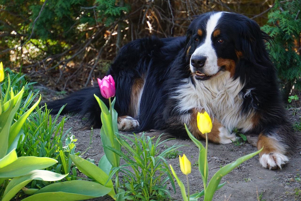 What’s The Best Age to Spay a Female Bernese Mountain Dog?