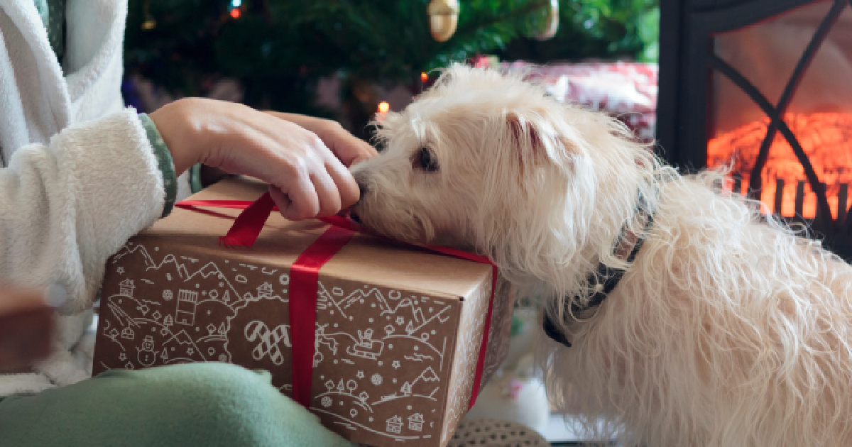 10 Greatest Presents for Canine Lovers Underneath 