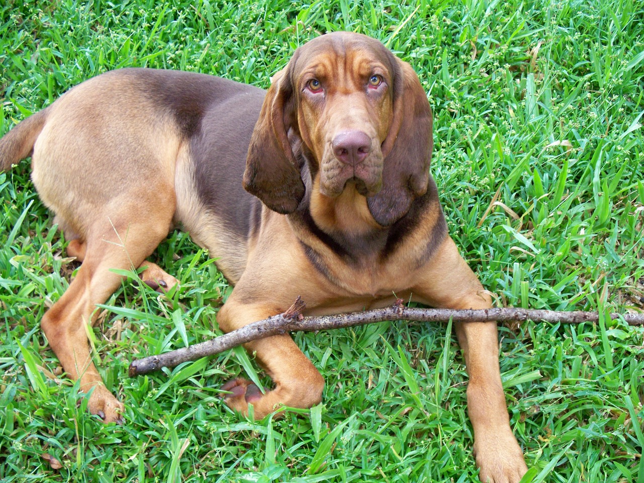 How Much Does a Bloodhound Bark? | Dog Training