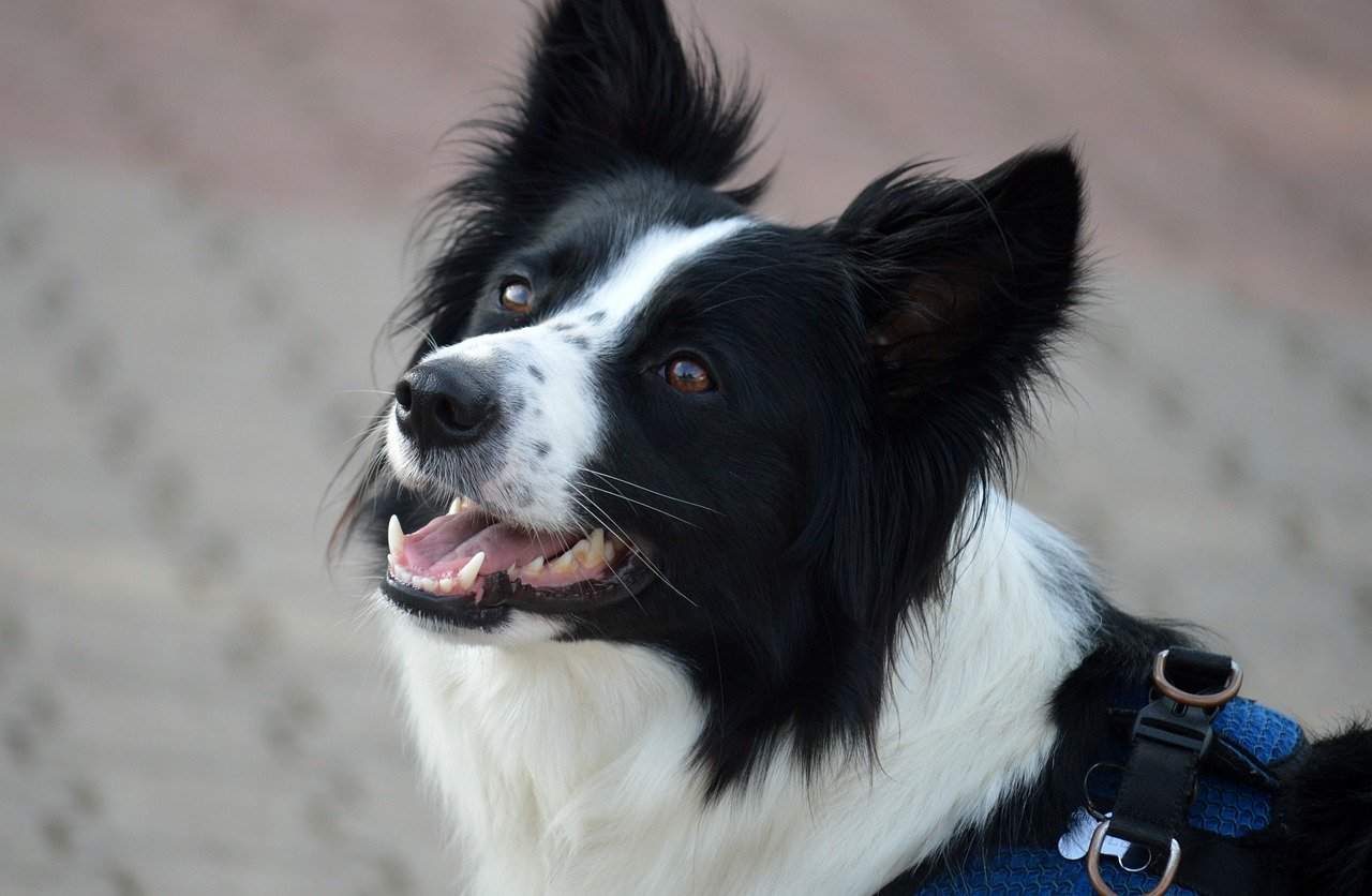 How Much Does a Border Collie Bark?