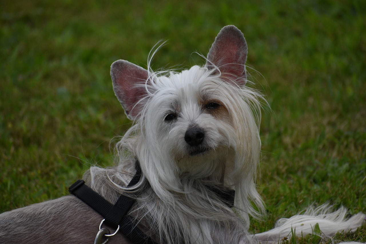 How Much Does a Chinese Crested Bark?