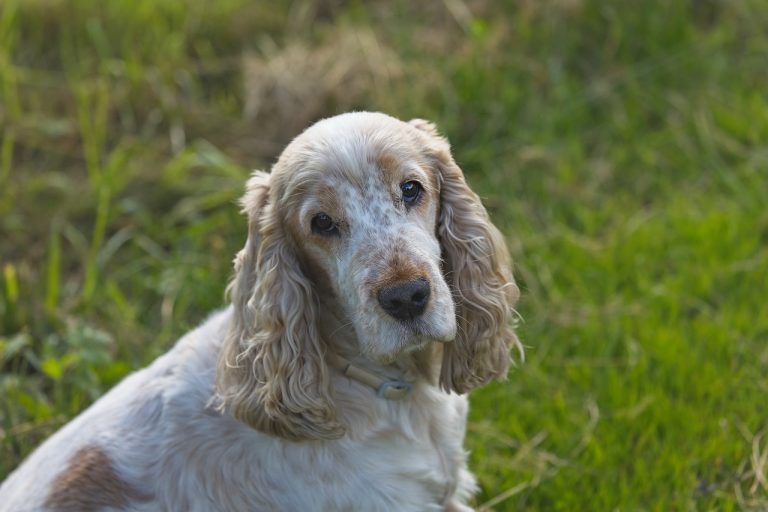 Are Cocker Spaniels Good with Kids?