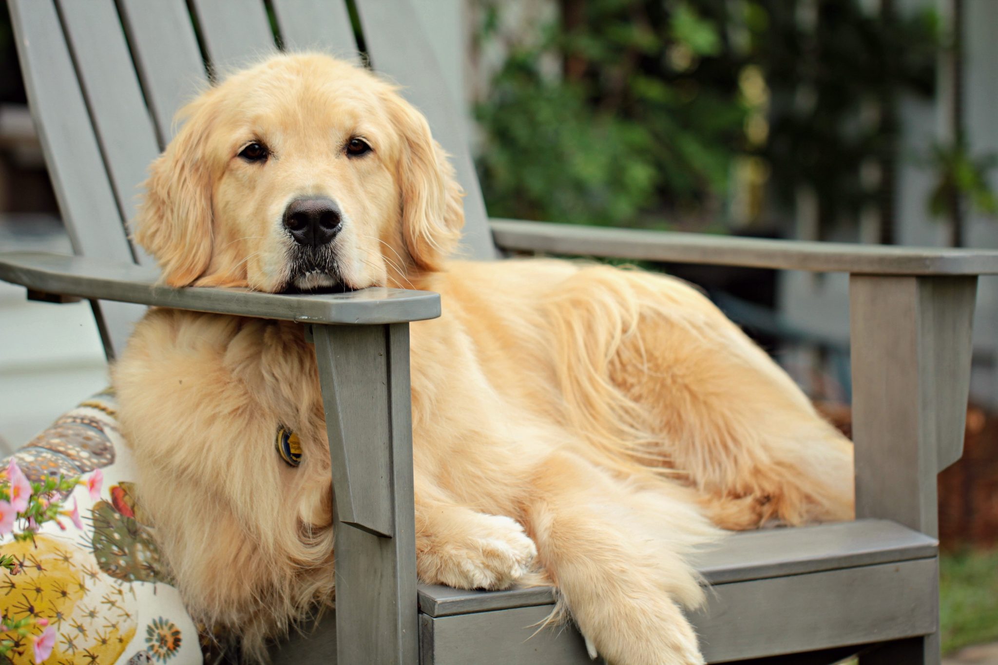 What's The Best Age to Neuter a Male Golden Retriever?