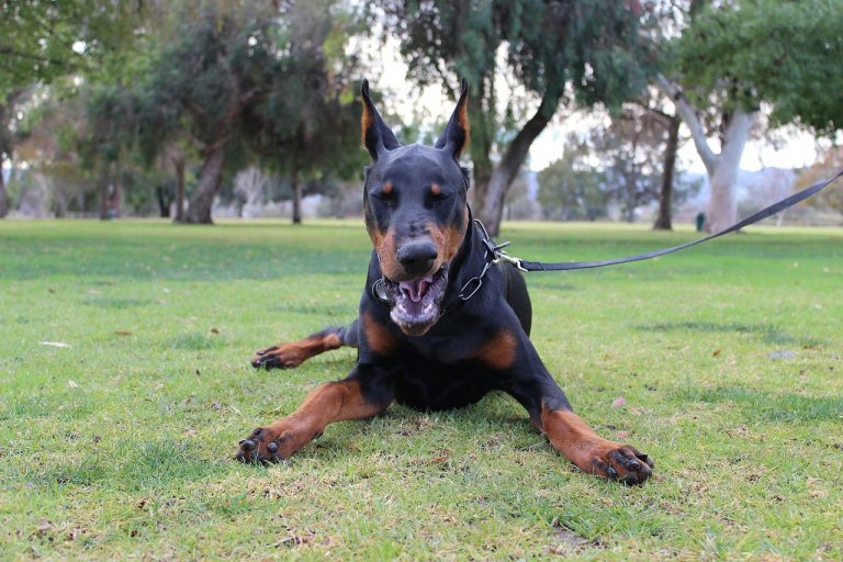 Ideal Diet for Dobermans The Ultimate Doberman Feeding Guide