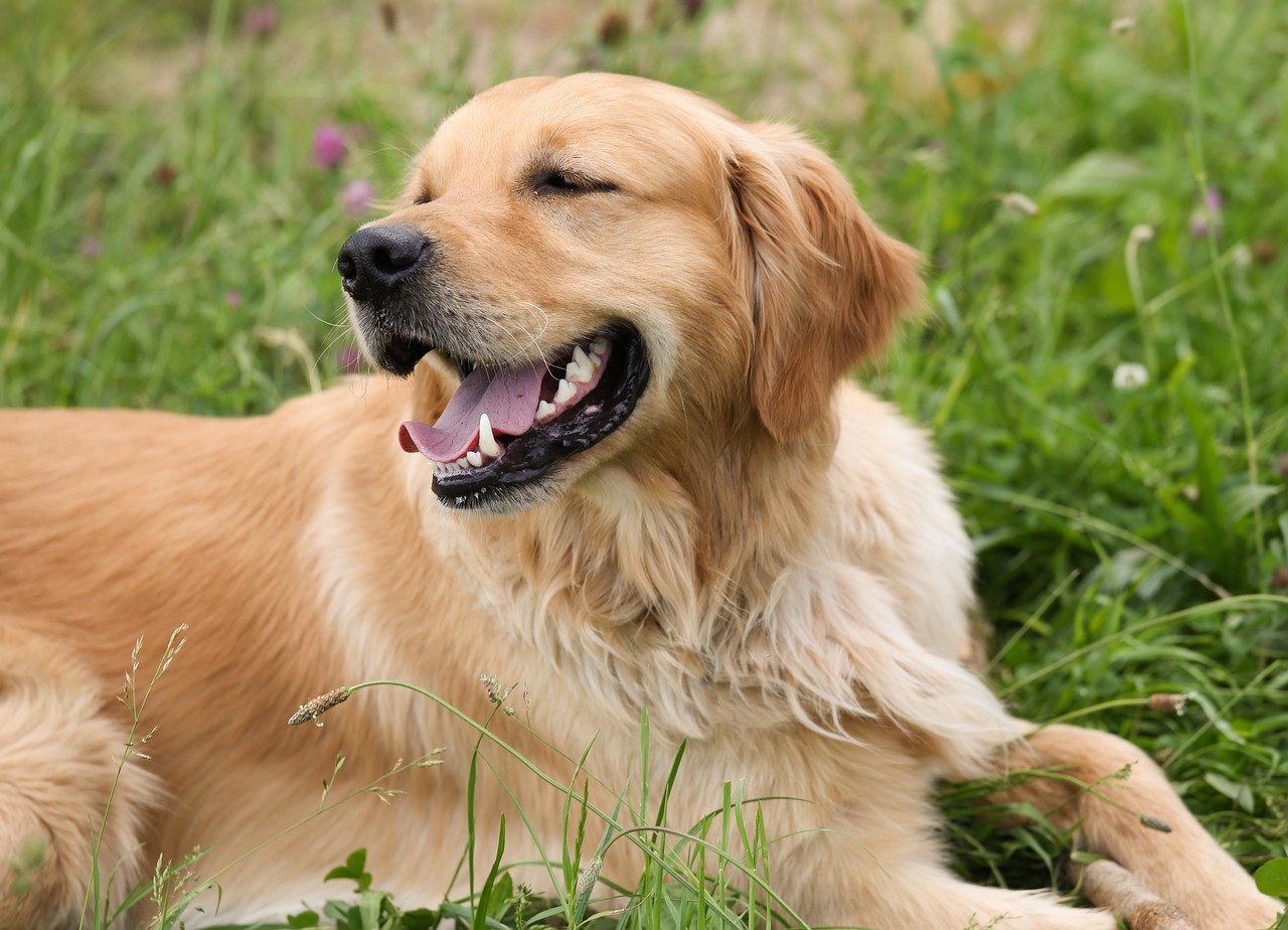 When should i spay my best sale golden retriever