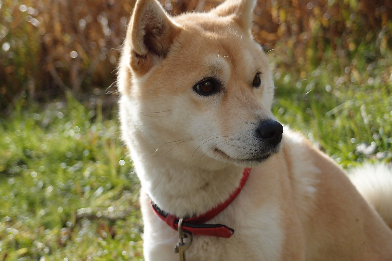 What’s The Best Age to Neuter a Male Shiba Inu?