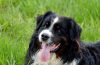 15-most-adaptable-dog-breeds-for-various-climates-iheartdogs