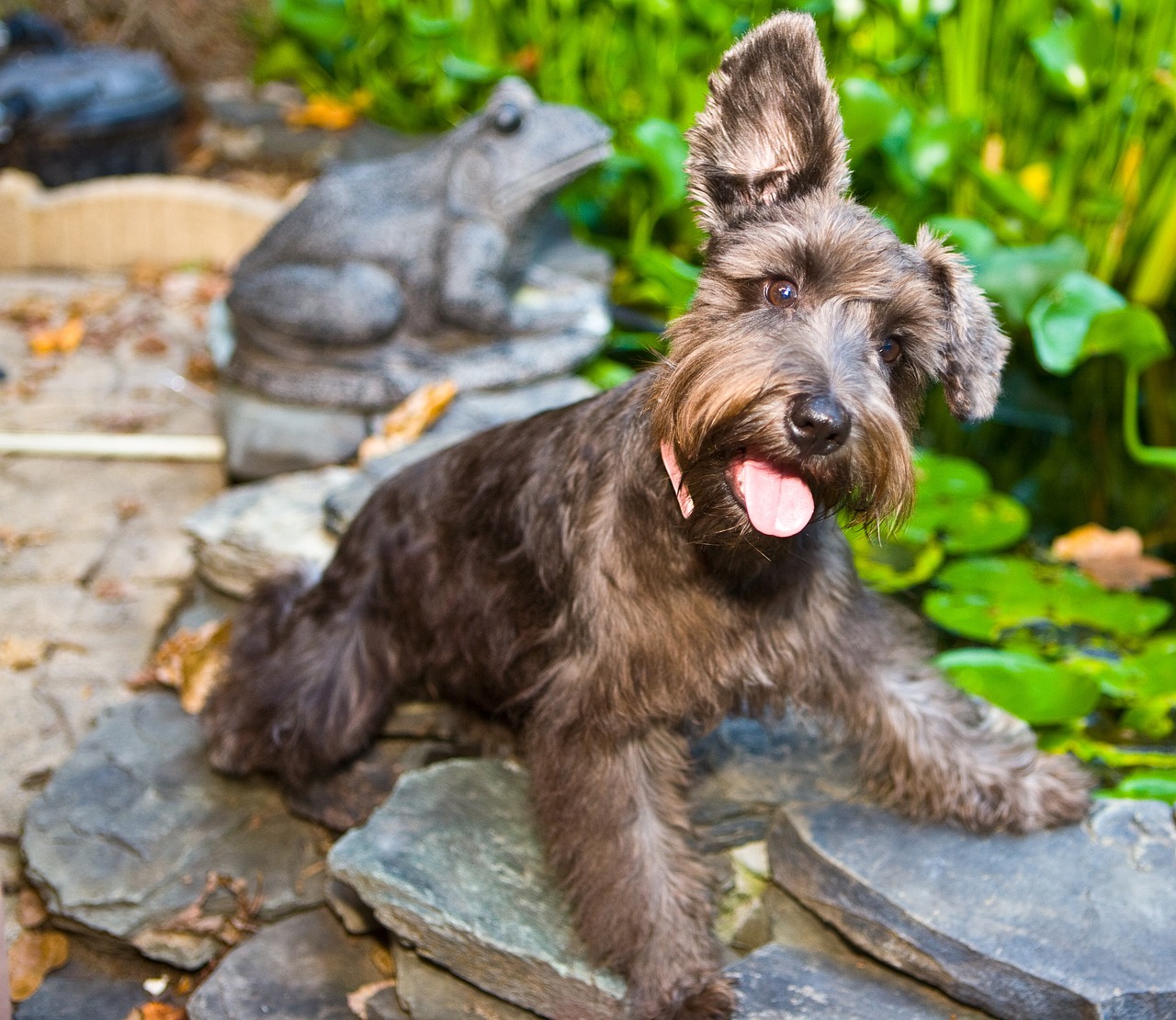 Are Schnauzers Good with Kids?