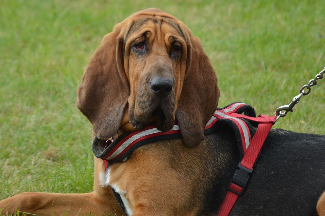 What’s The Best Age to Spay a Female Bloodhound?