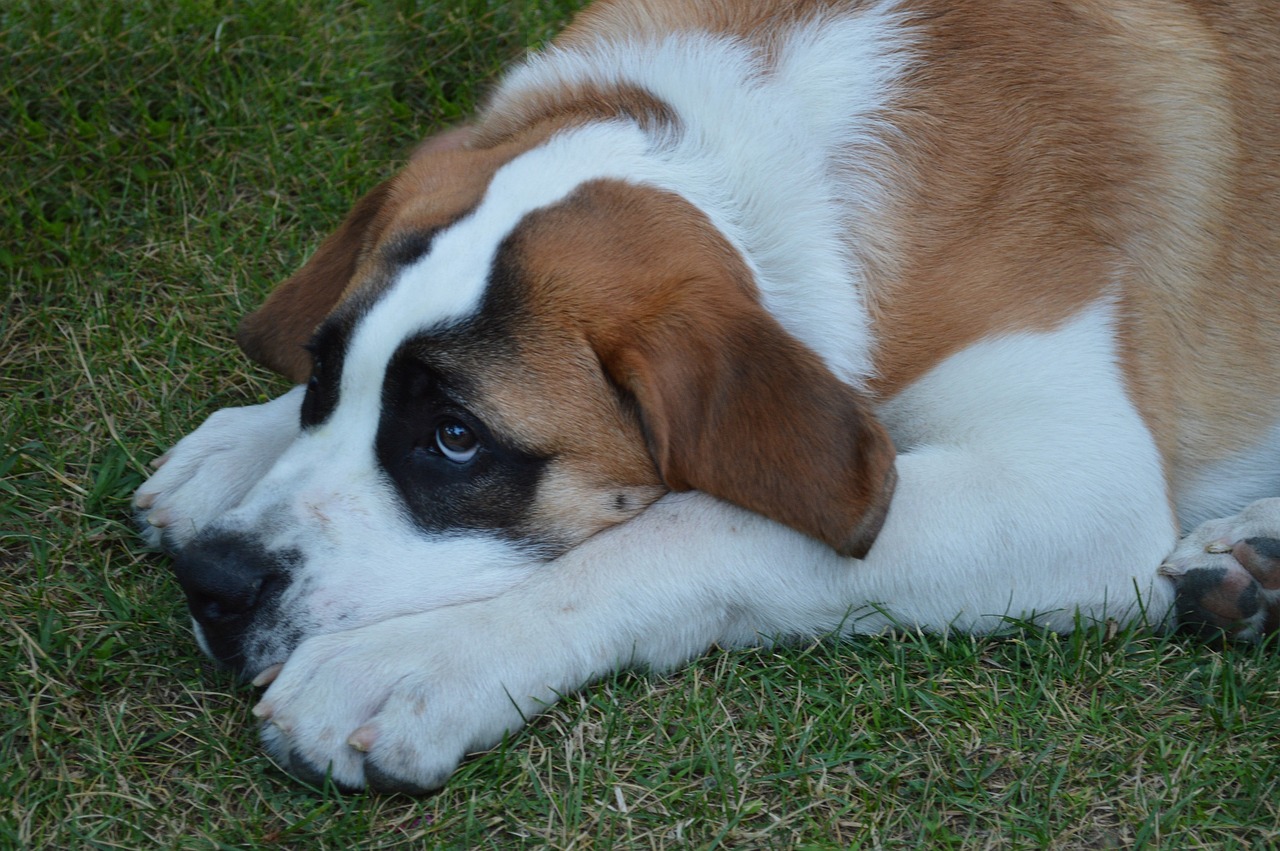 What’s The Best Age to Neuter a Male St. Bernard?
