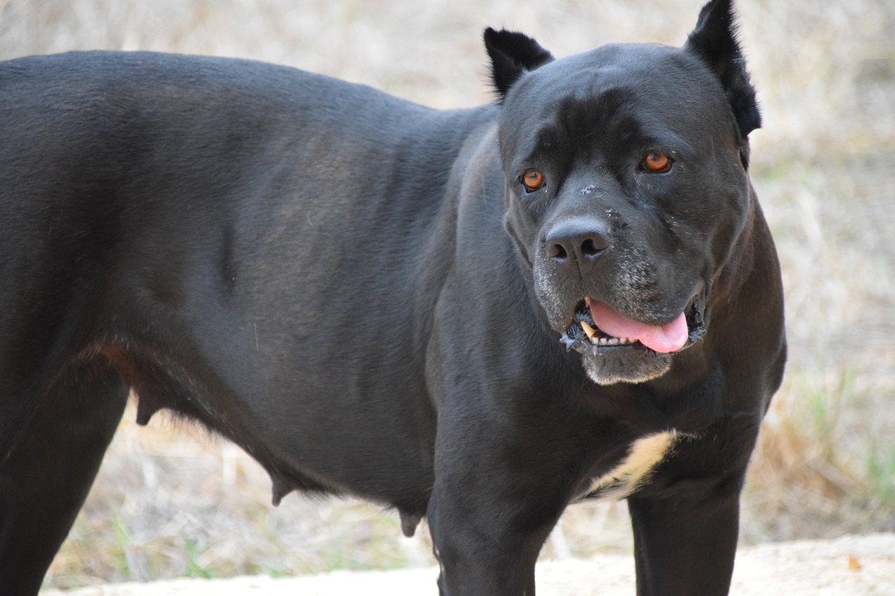 15 Questions About White Cane Corso