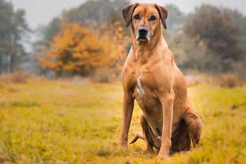 Ideal Diet for Rhodesian Ridgebacks - The Ultimate Rhodesian Ridgeback ...