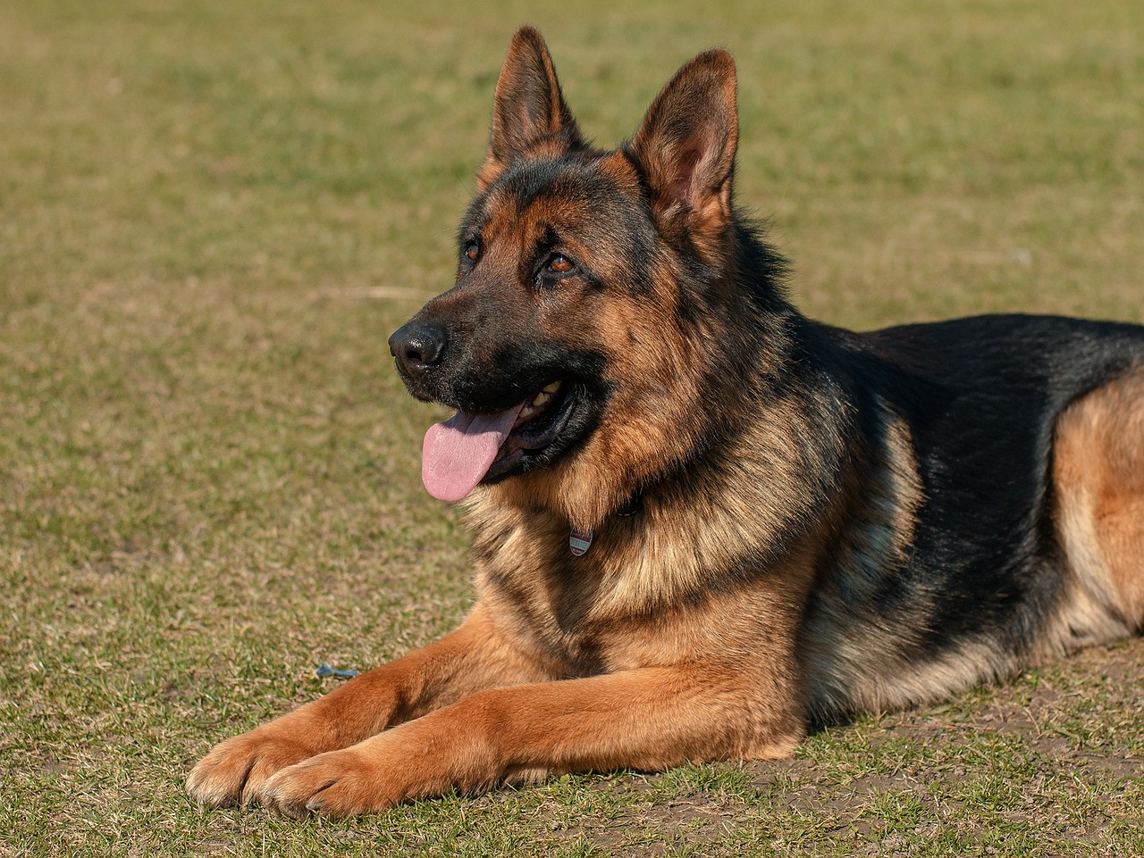 What’s The Best Age to Neuter a Male German Shepherd?