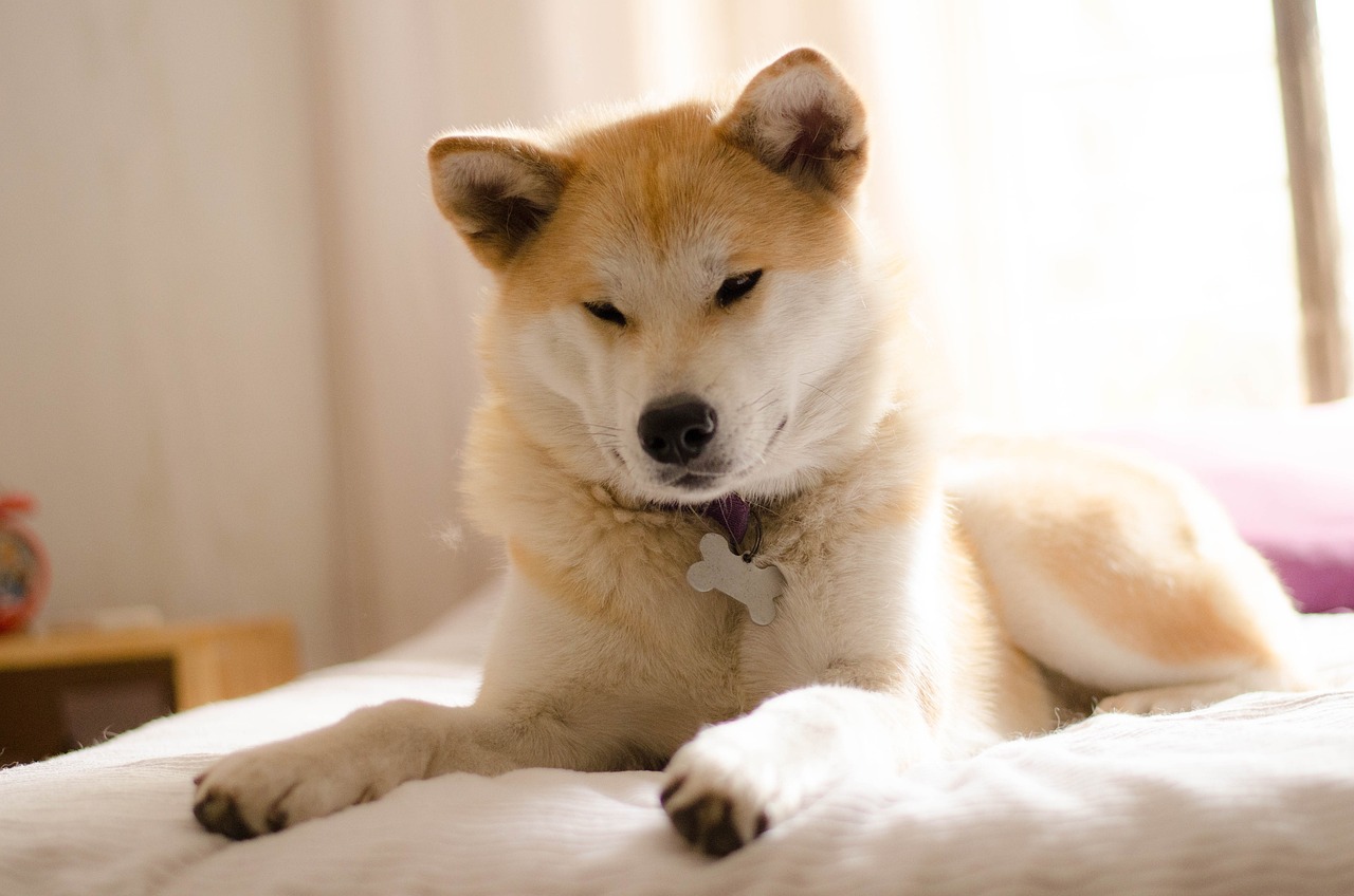 Can An Akita Live in An Apartment?