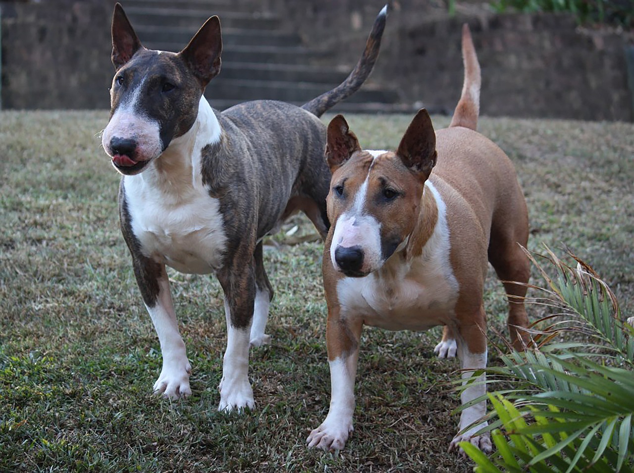 Can a Bull Terrier Live in An Apartment?