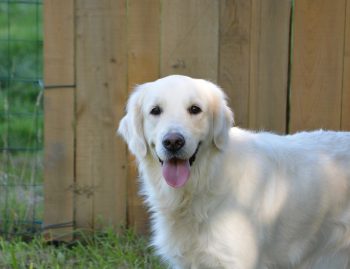 Golden retriever outlet feeding guide