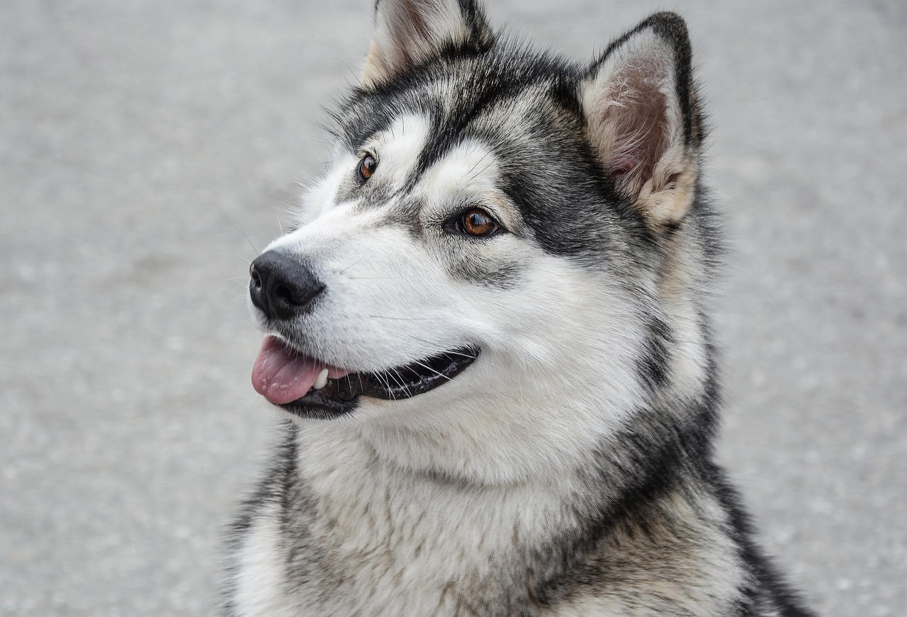 Best dog shop food for malamutes