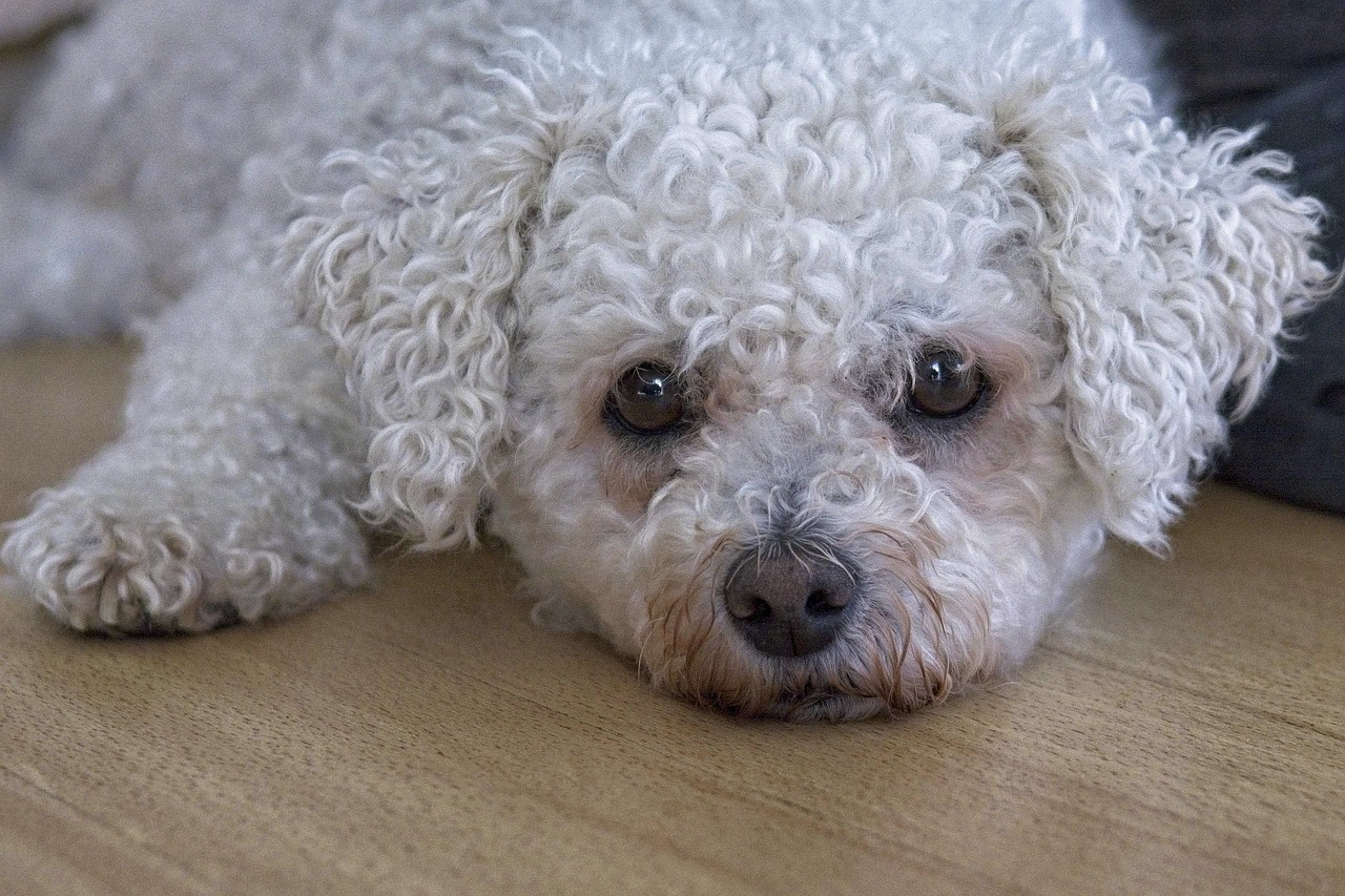 Are Bichon Frises Safe in Cold Weather?