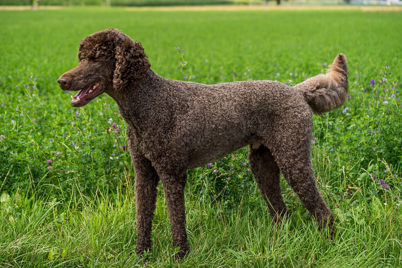 what age do you neuter a standard poodle?
