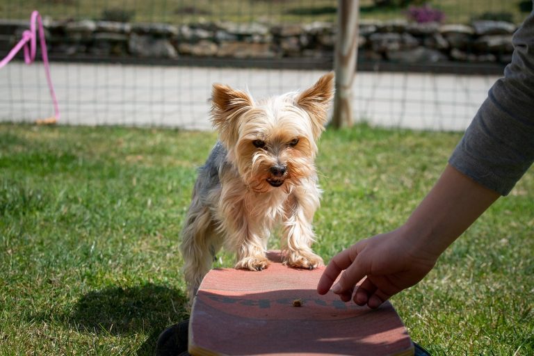 Ideal Diet for Yorkies - The Ultimate Yorkie Feeding Guide