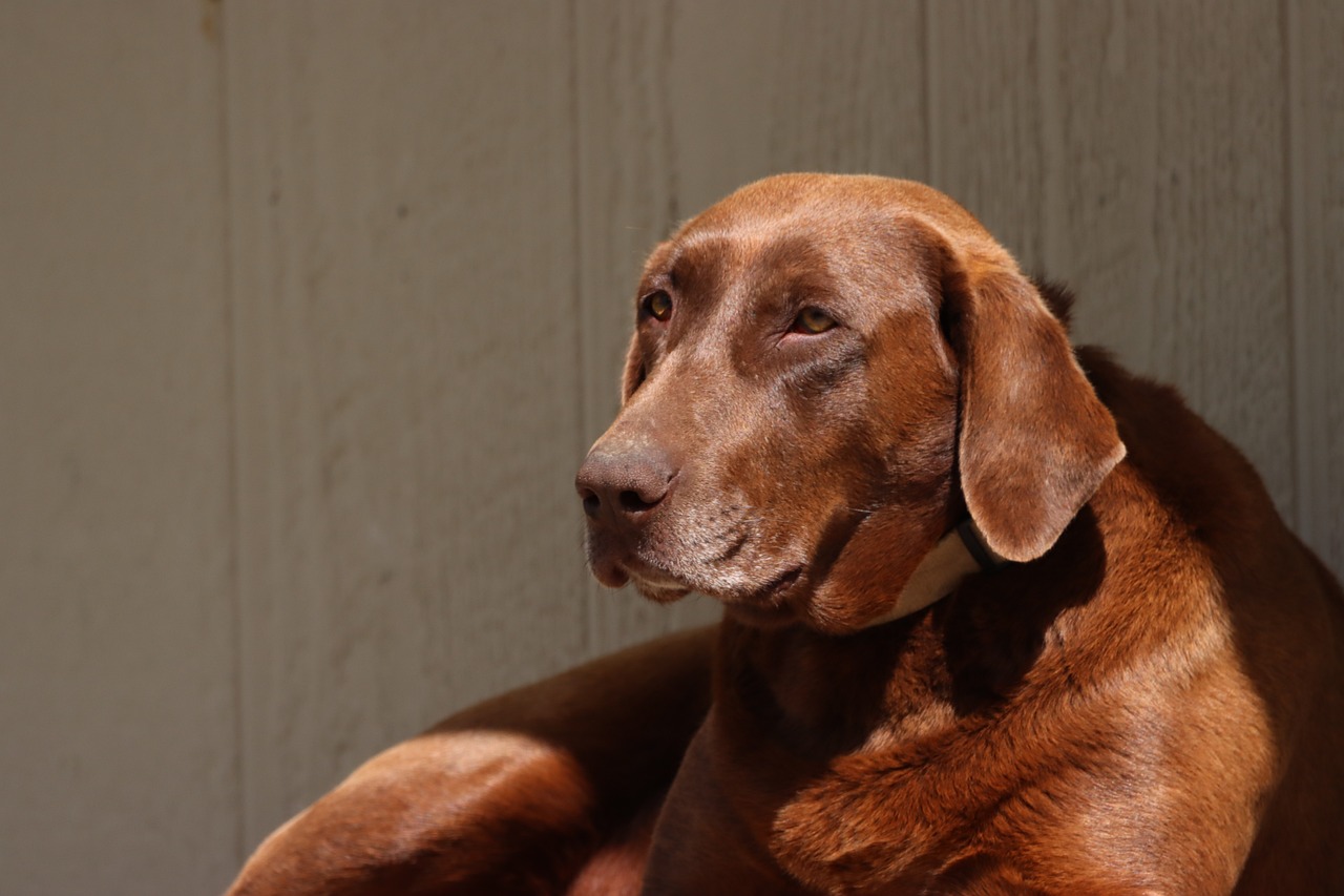 How Often Do You Need To Groom a Lab?