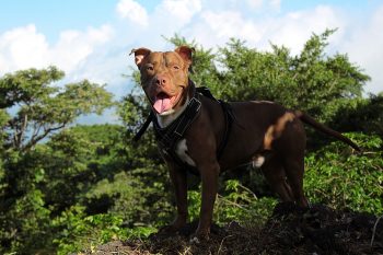 PetWireDaily — Why is My Pit Bull Not Eating?