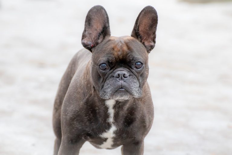 Ideal Diet for French Bulldogs The Ultimate French Bulldog Feeding Guide