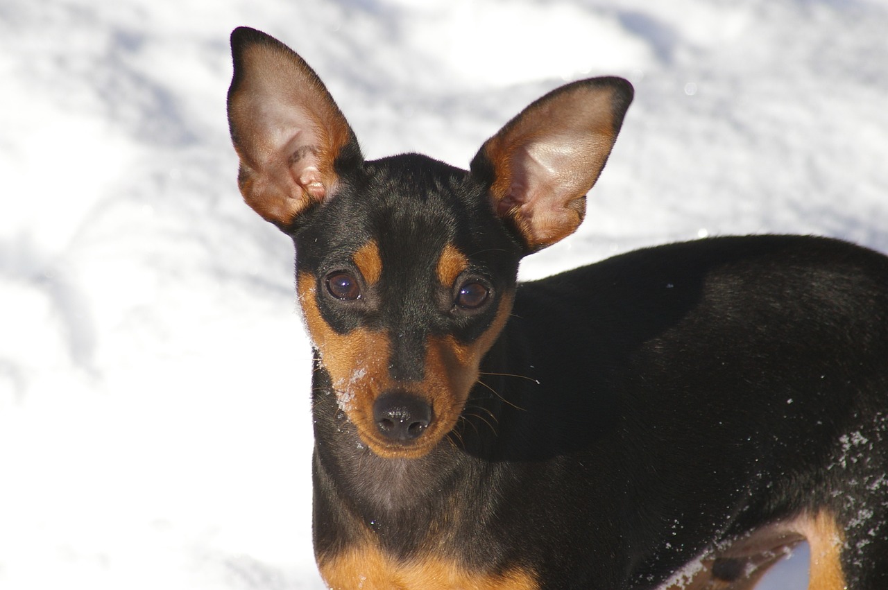 What’s The Best Age to Neuter a Male Miniature Pinscher?