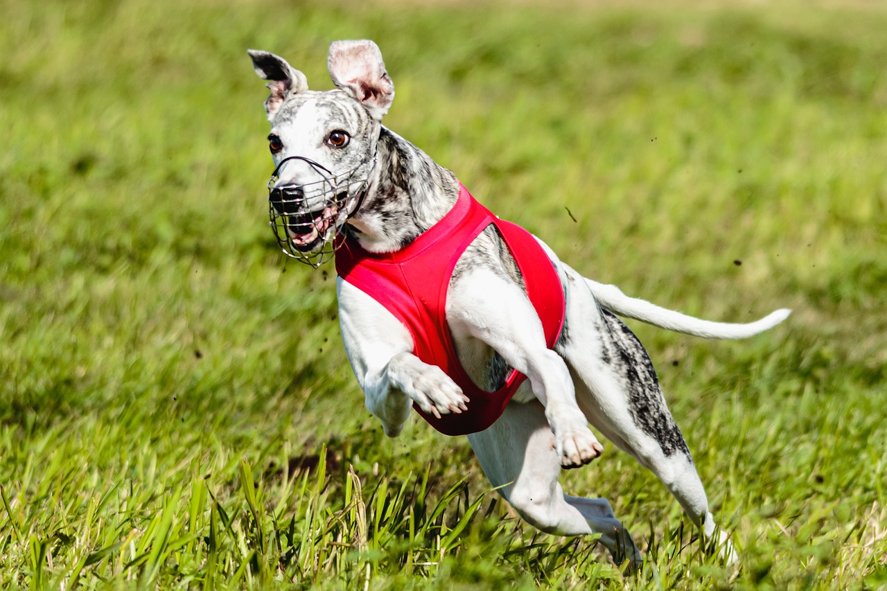 What’s The Best Age to Neuter a Male Whippet?