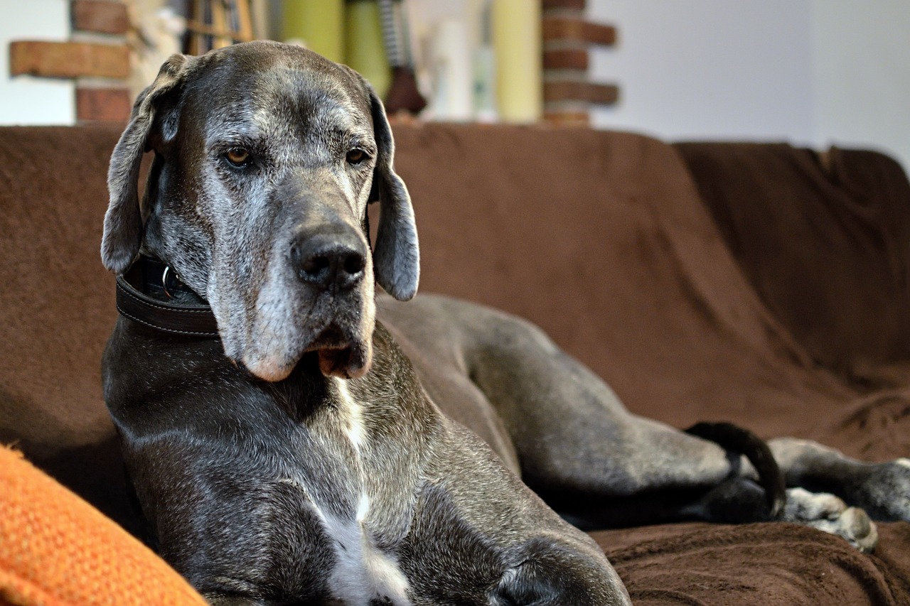 What s The Best Age to Neuter a Male Great Dane