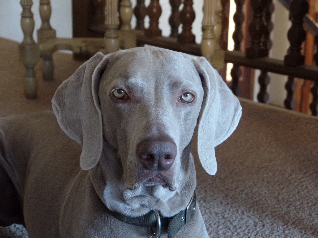 Can a Weimaraner Dwell in An Residence?
