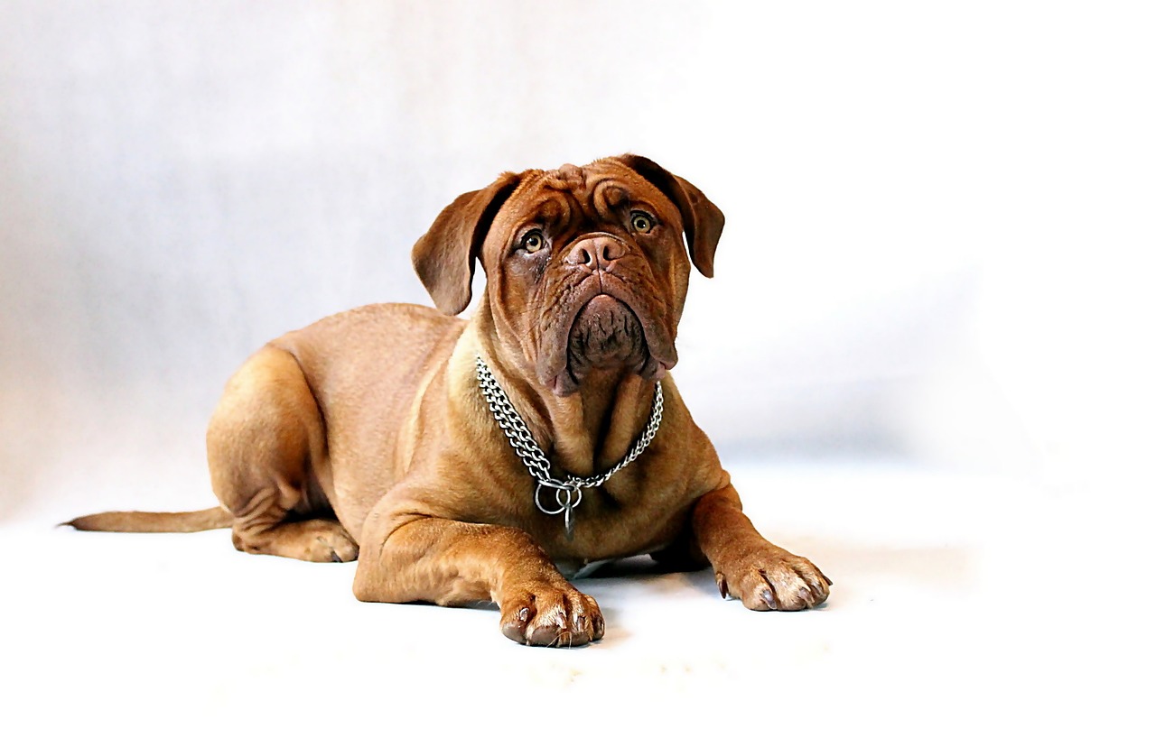 Ideal Diet for Dogue de Bordeaux The Ultimate Dogue de Bordeaux Feeding Guide